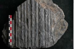 Foto (Detailansicht) von Syringodendron cyclostigma Brongniart (NHMW-GEO-2024-0188-11111)
